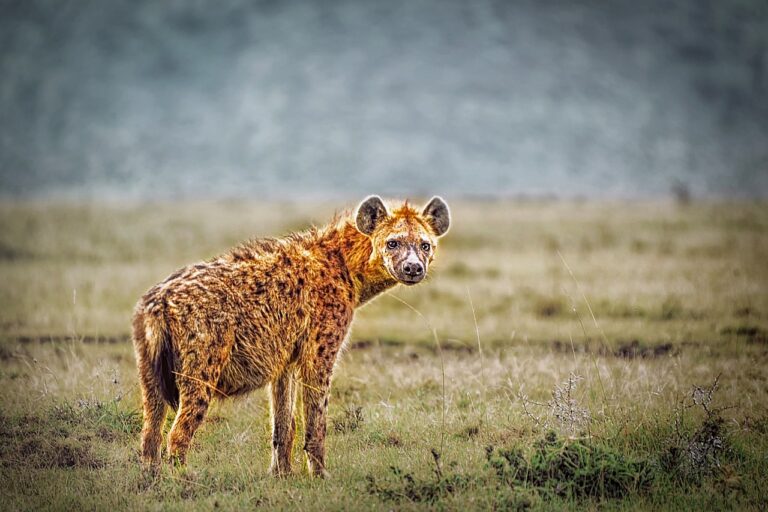 animal, nature, wild-4589652.jpg