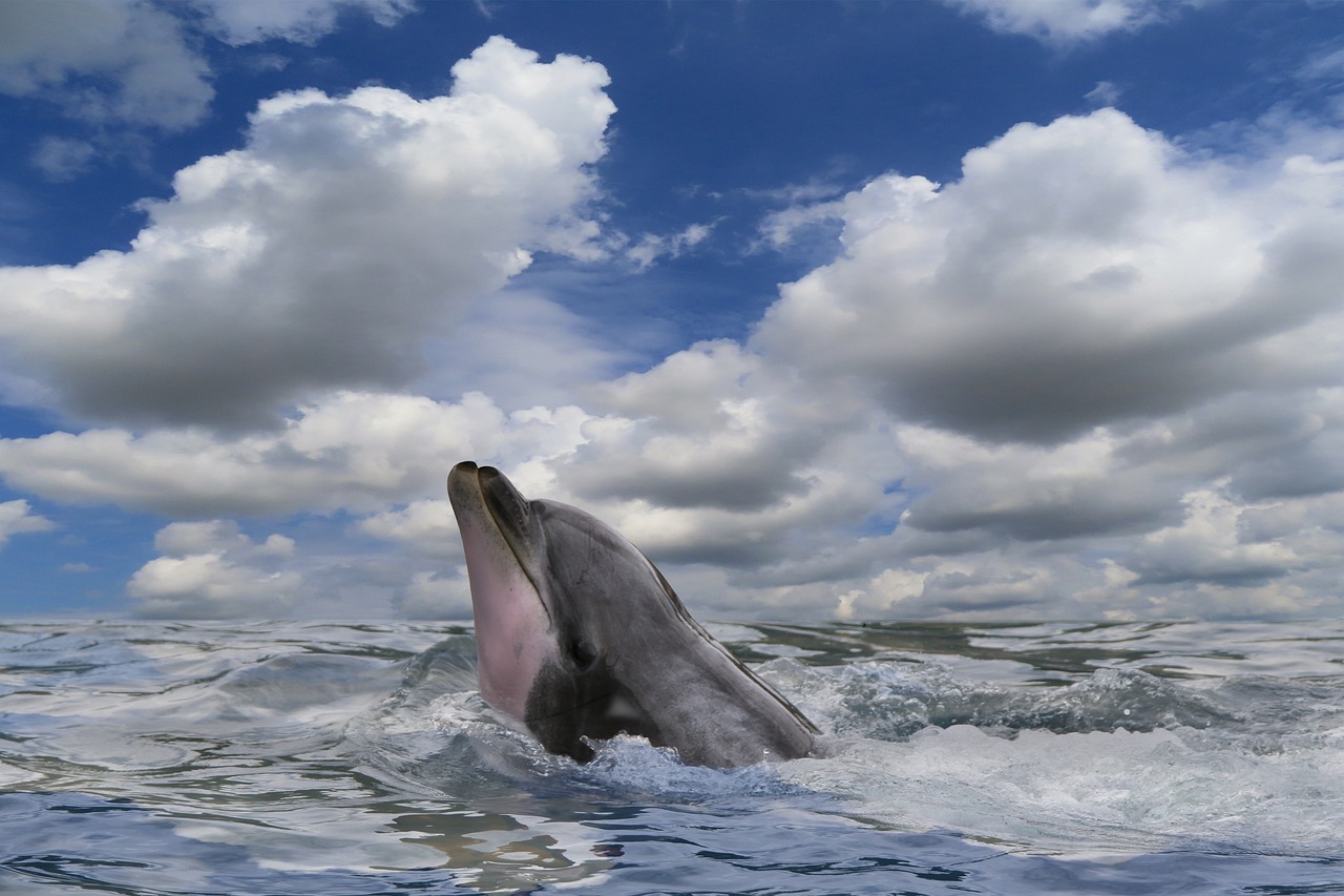 dolphin, bottlenose dolphin, aquatic animal-6735411.jpg