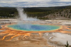 Discover the Wildlife of Yellowstone National Park