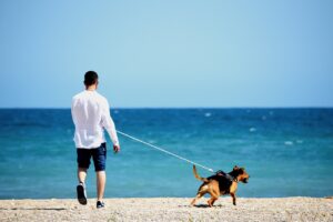 Roaming with Rover: Essential Travel Tips for Pet Owners on the Go