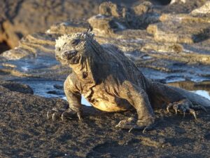 Exploring the Wildlife Marvels of Galapagos National Park