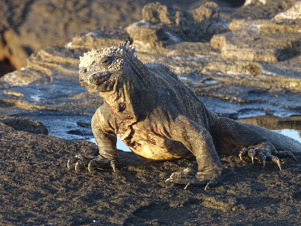 marine lizard, galapagos, ecuador-3627278.jpg