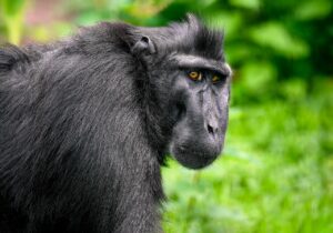 Unveiling the Wilderness: A Guide to Exploring Tangkoko National Park in Sulawesi