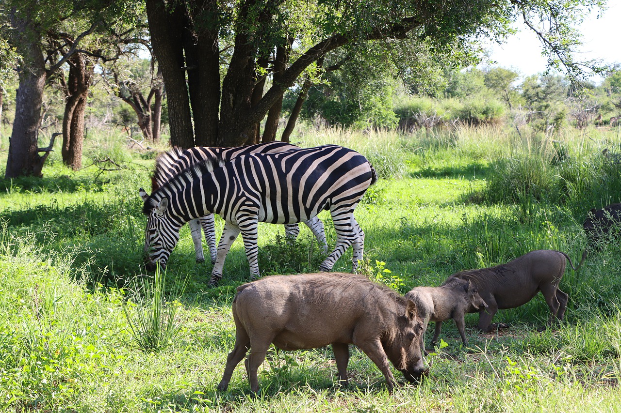 zebra, warthogs, kruger national park-7784525.jpg